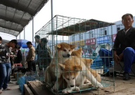 武漢狗市場在哪里（武漢哪有狗市）